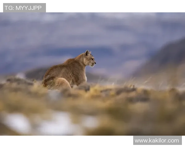 2018年阿特拉斯与美洲狮精彩对决回顾与分析 2018年阿特拉斯与美洲狮精彩对决回顾与分析